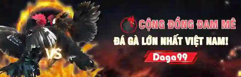 Daga99 đang là thương hiệu cá cược chuyên về đá gà online hấp dẫn 