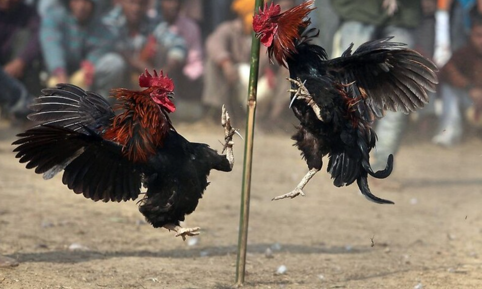 Hướng dẫn quy trình tham gia đá gà CPC1 nhanh chóng tại Daga99