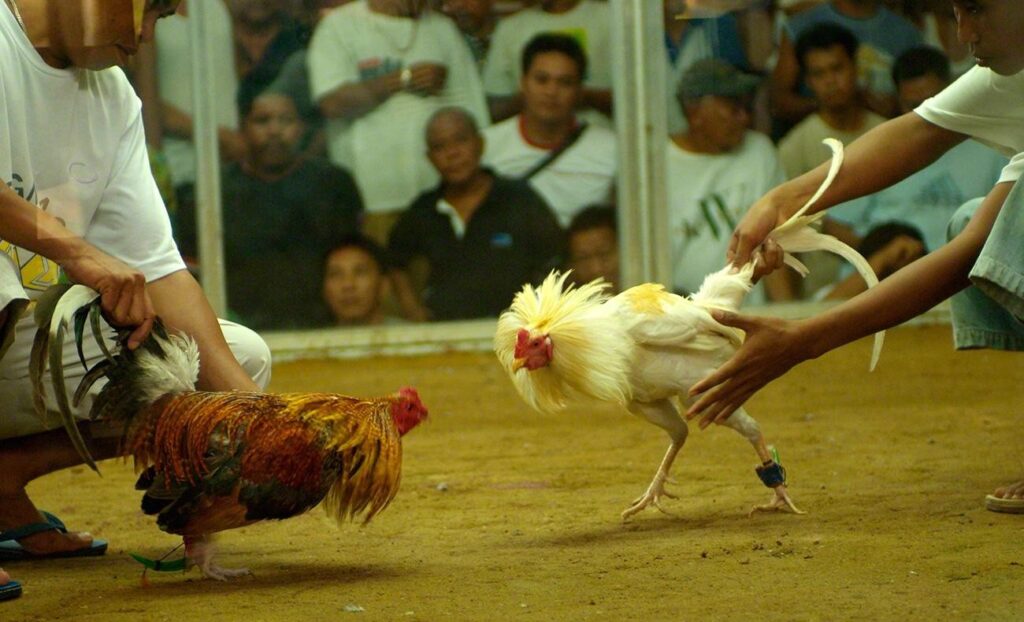 Theo dõi trực tiếp các trận đá gà cựa dao từ trường gà Thomo tại Daga99