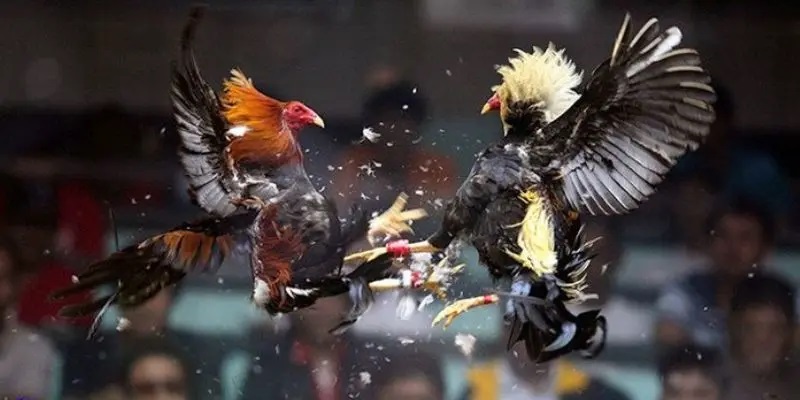 CPC3 chính là một trong những trường đá gà Thomo uy tín