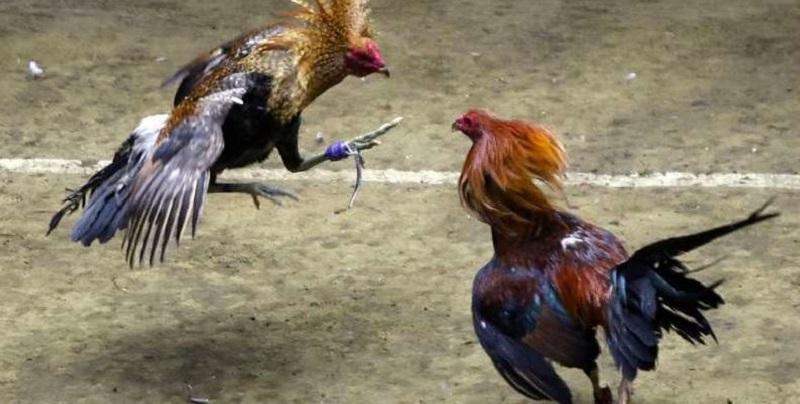 Lưu ý người chơi nên biết khi tải ứng dụng Daga99 về máy