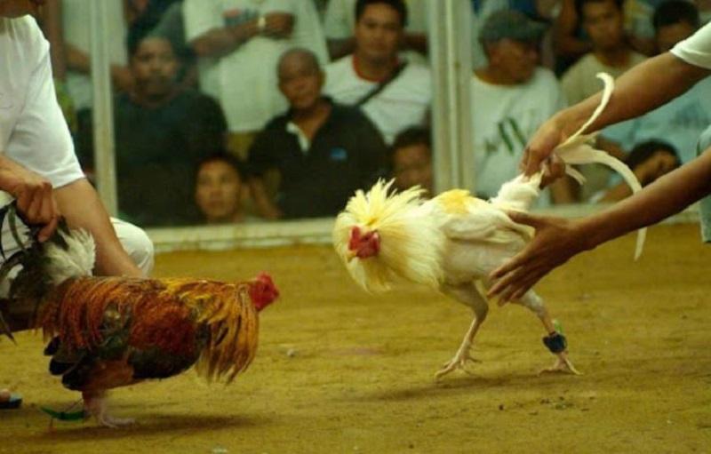 Cách tải ứng dụng Daga99 cho điện thoại iOS