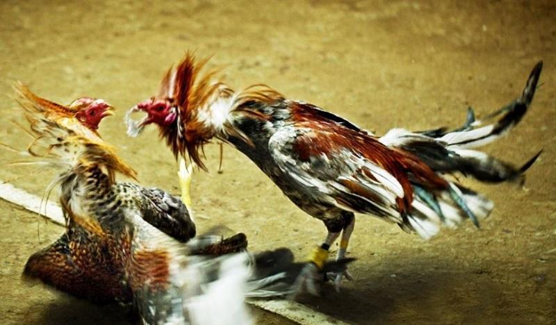 Lý do anh em nên tải ứng dụng nhà cái Daga99