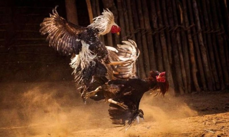 Các hình thức xem đá gà Thomo hôm nay nhanh chóng nhất