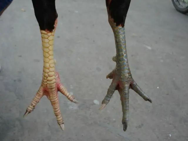 Những lý do để thư hùng kê nằm trong danh sách chiến kê được ưa chuộng