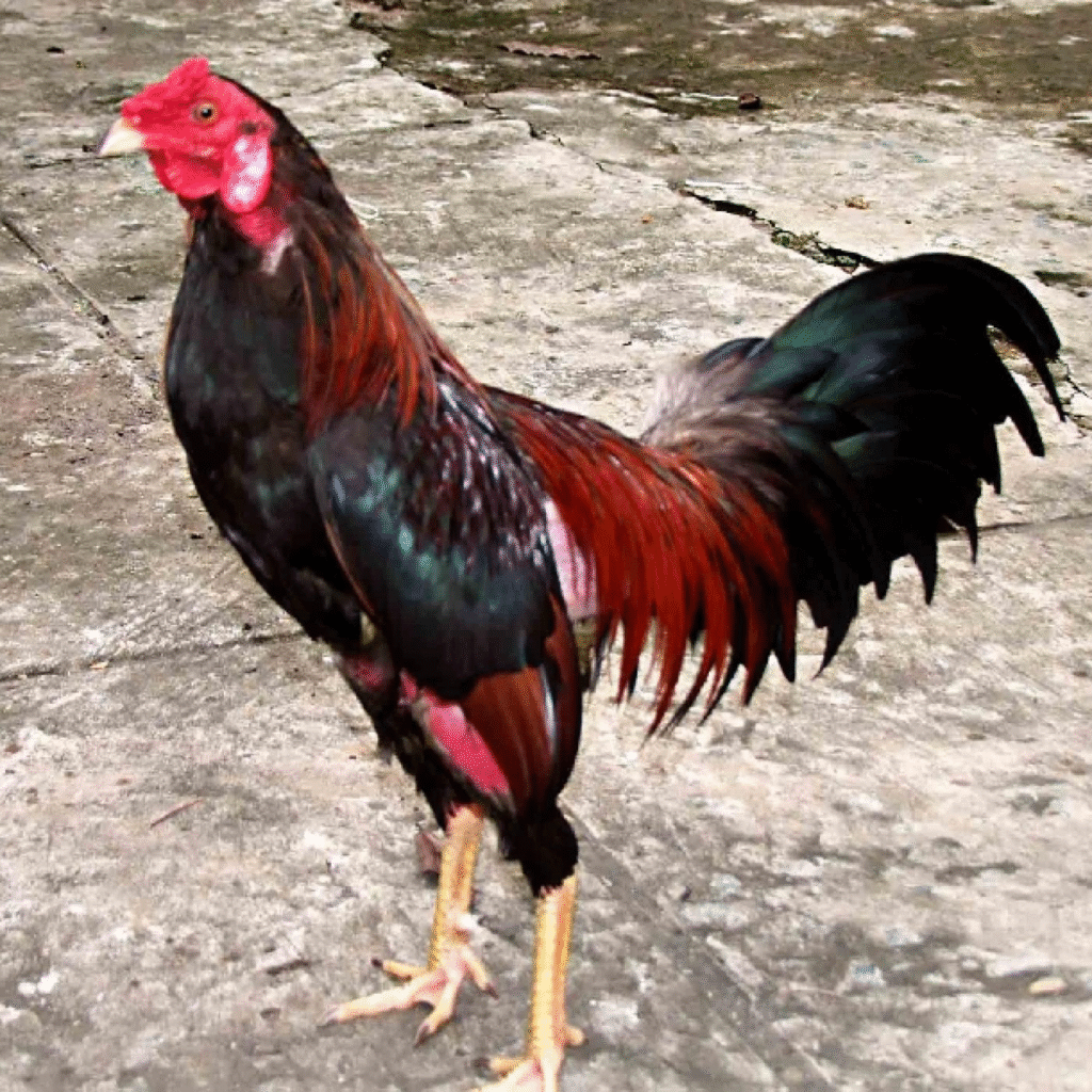 Các lưu ý quan trọng trong cách làm da gà chọi dày