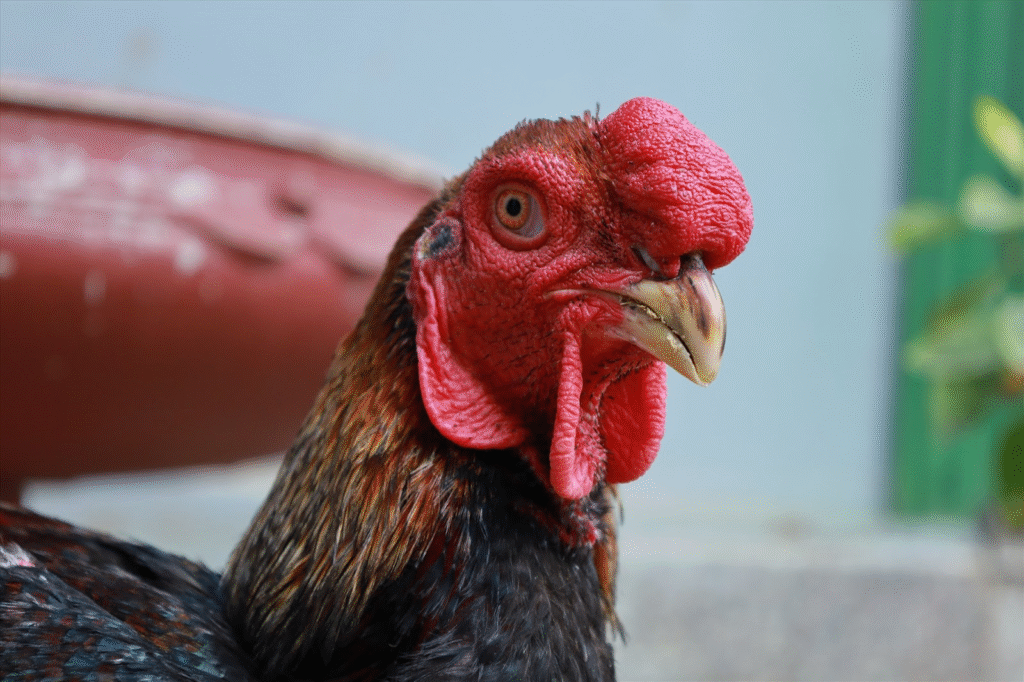 Các lưu ý khi lựa chọn mua gà đoản thiệt