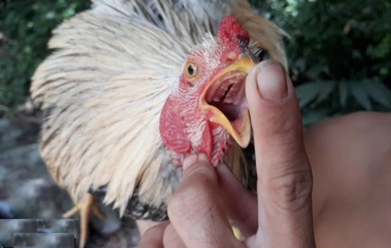 Gà đoản thiệt có tinh thần chiến đấu cao trong các trận