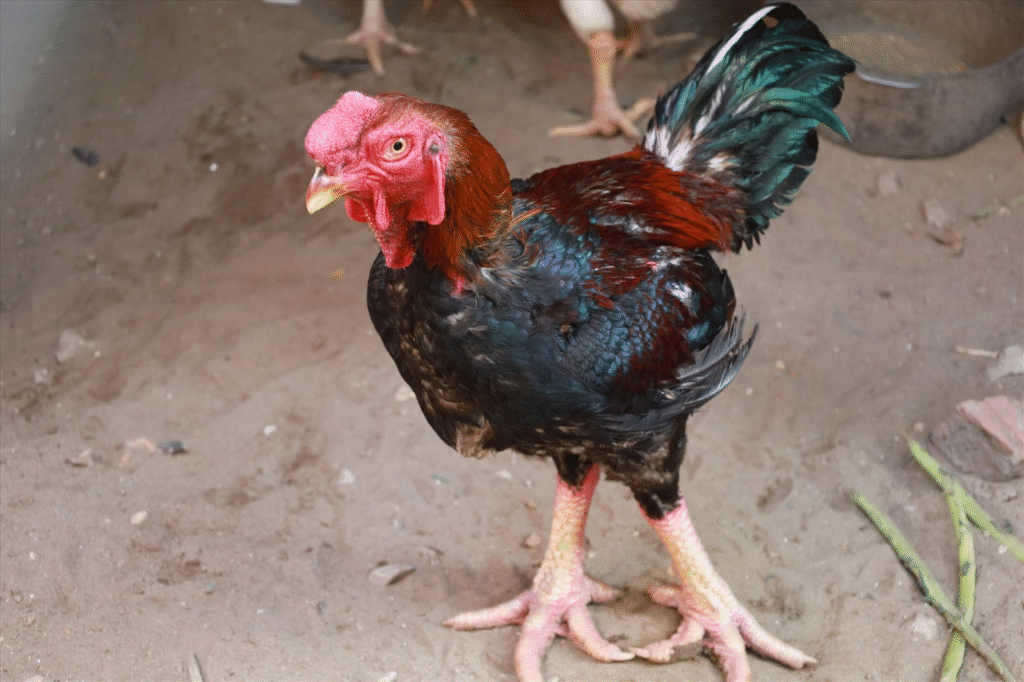 Các đặc điểm để nhận diện giống gà đoản thiệt