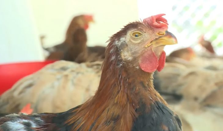 Một số cách điều bị bệnh hen ở gà chọi hiệu quả nhất