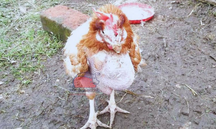 Các nguyên nhân dẫn đến bệnh hen ở gà chọi là gì?