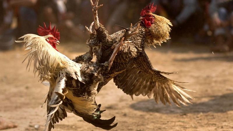 Nhiều cao thủ chia sẻ cách đá gà mạng luôn thắng