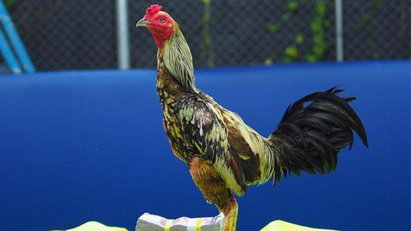 Áp dụng cách chọn 80 màu mạng gà đá phổ biến