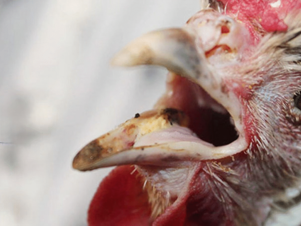 Bệnh hen ở gà chọi là gì?