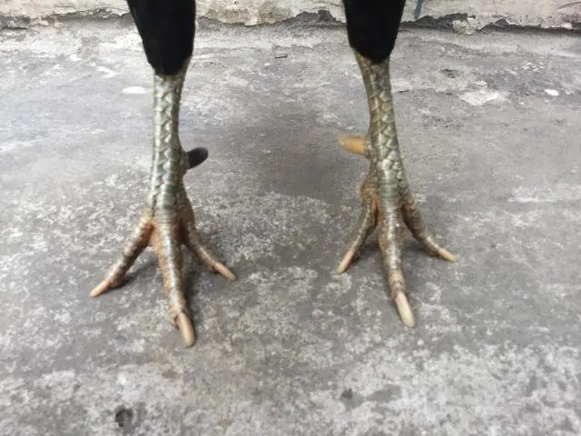 Thư hùng kê tùng đòn cáo độc hiểm khiến đối phương khiếp sợ