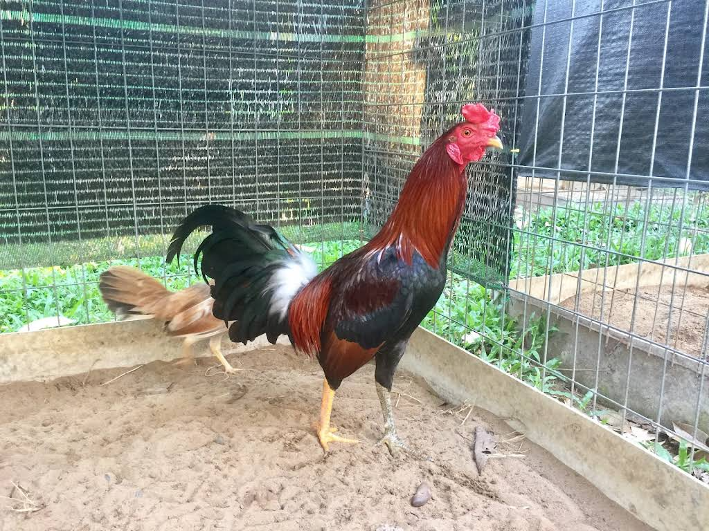 Màu chân thư hùng kê thường trắng và đen rõ rệt