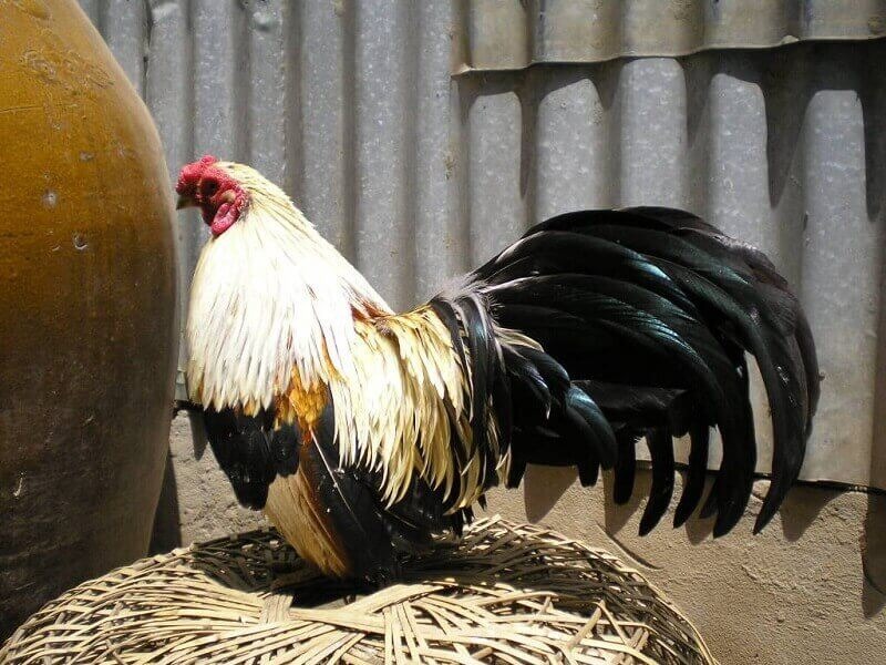 Chế độ chăm sóc đặc biệt cho các chiến kê