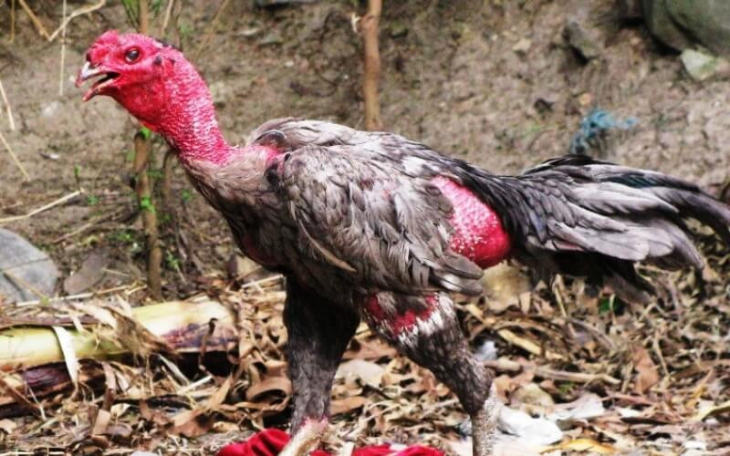 Giám sát môi trường chăn nuôi khi gà đá thở nhiều