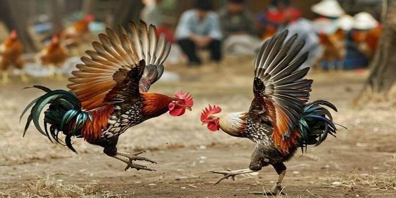 Cách thả gà đá cựa sắt chuẩn xác giúp thắng dễ dàng