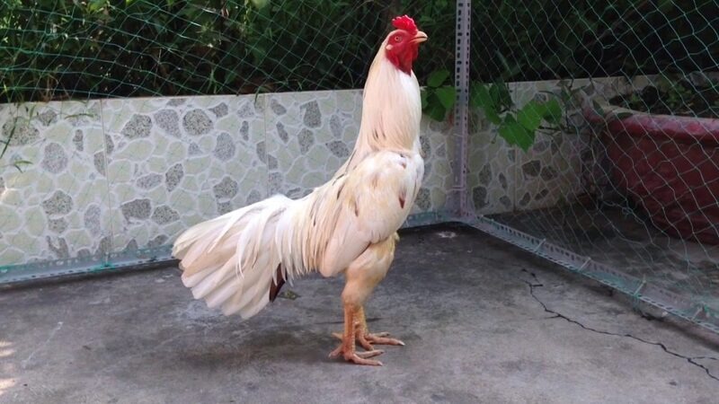 Gà bướm là giống gà phổ biến