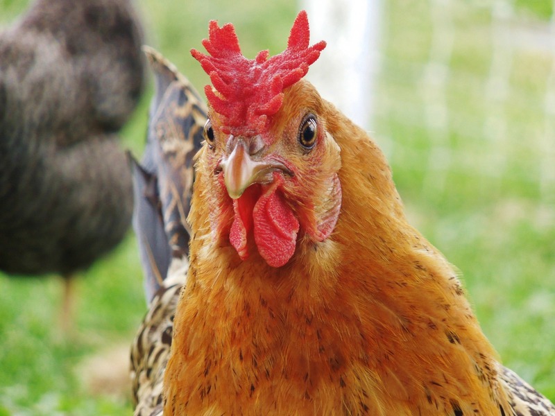 Xây dựng chế độ nuôi phù hợp để gà phát huy phong độ