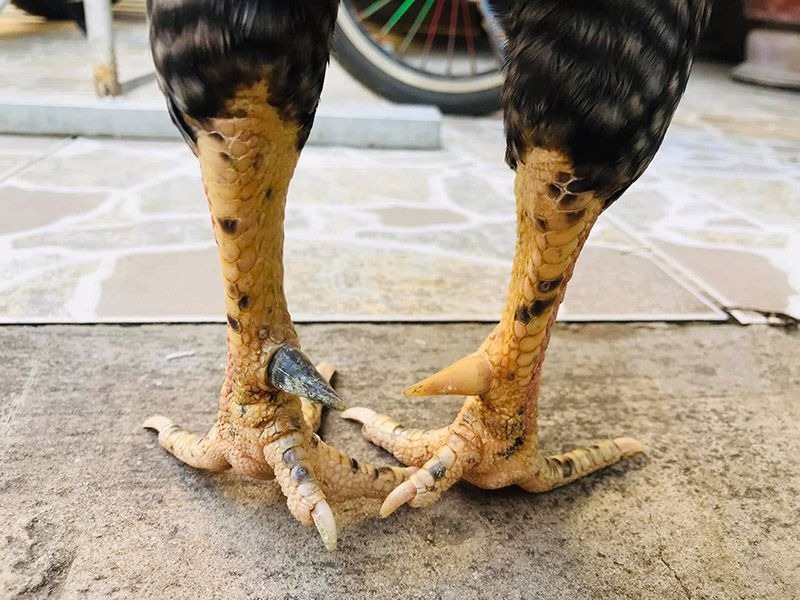 Gà cựa nhật nguyệt là dòng chiến kê hiếm