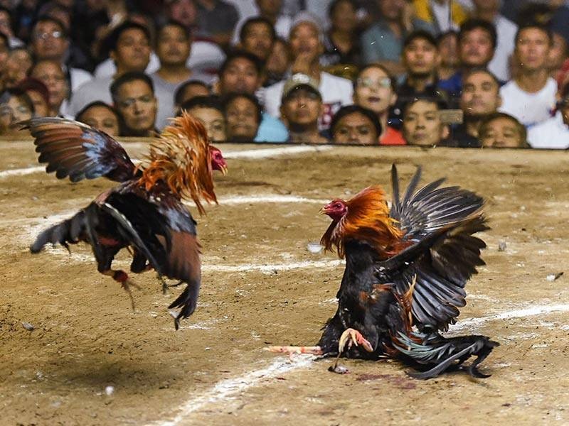 Trận gà 24 tỷ là sự kiện huyền thoại