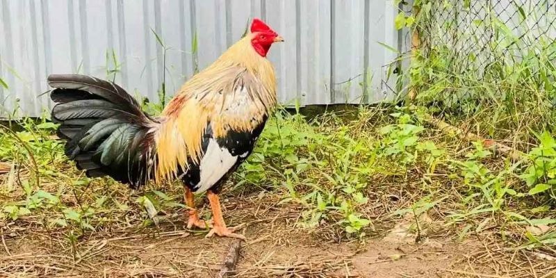 Gà chuối được chia thành nhiều loại khác nhau