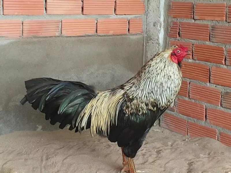 Gà chuối được nhiều người săn đón