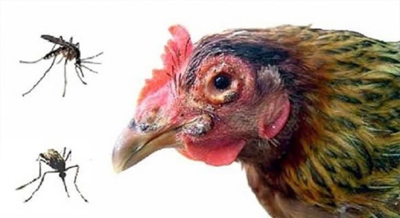 Bệnh thường gặp ở gà chọi gây thiệt hại nghiêm trọng