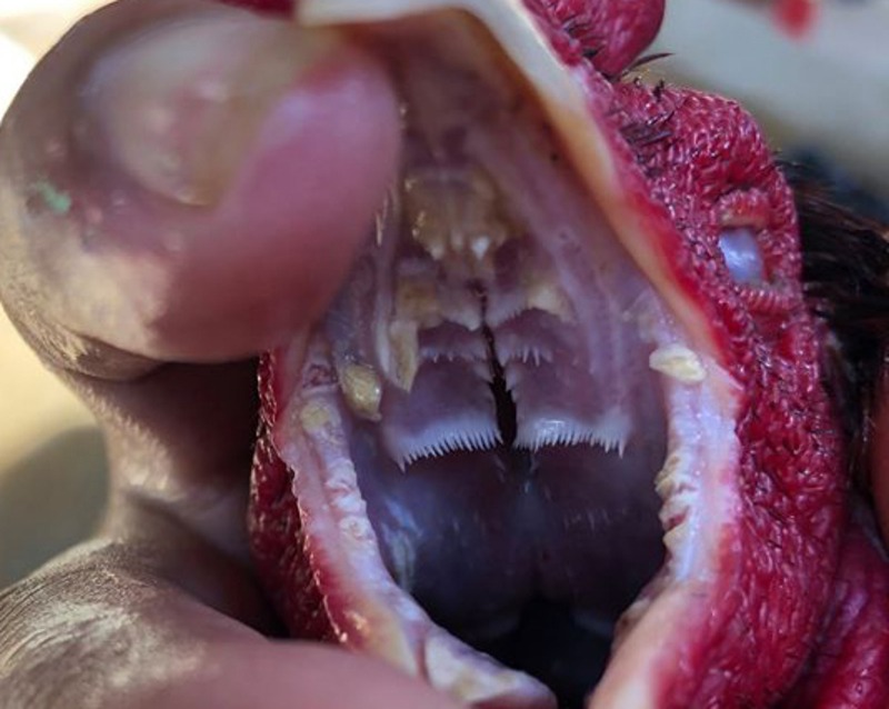 Bệnh nấm họng ở gà chọi nhận biết qua dấu hiệu đặc trưng