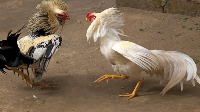 Bạch đầu - Giống gà phù hợp để thi đá